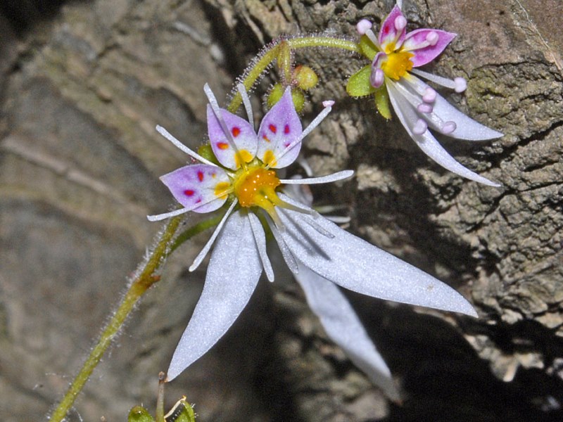 Una pianticella dallo Sri Lanka:   Saxifraga stolonifera